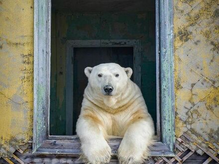 Niedźwiedź polarny w opuszczonej wiosce na Czukotce