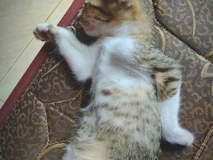 Śpi w stylu egipskim
