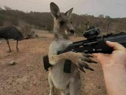 Australijskie siły zbrojne