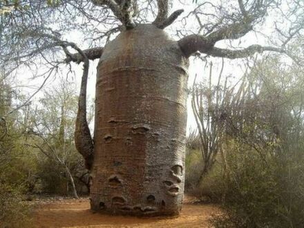 Ciekawy baobab