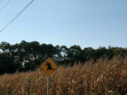 Co się czai w polu kukurydzy