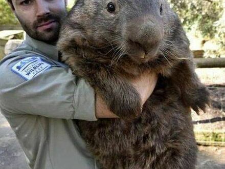 Kawał wombata