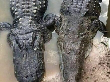 Różnica pomiędzy aligatorem (po lewej), a krokodylem (po prawej)
