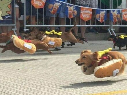 Wyścigi hot-dogów