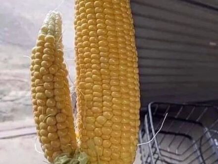 Żona jest zachwycona zbiorami kukurydzy