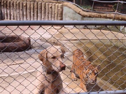 Dziwnego mają tygrysa w tym zoo