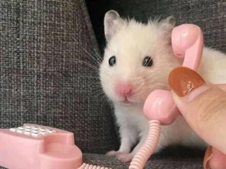 Halo, kto dzwoni?