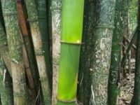 Bambus, który wyrósł podczas pandemii, nietknięty przez turystów