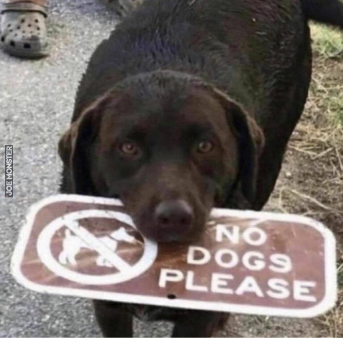 NO
DOGS
PLEASE