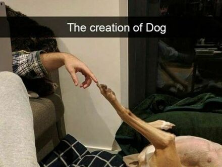Stworzenie psa