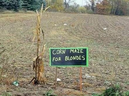 Labirynt z kukurydzy dla blondynek
