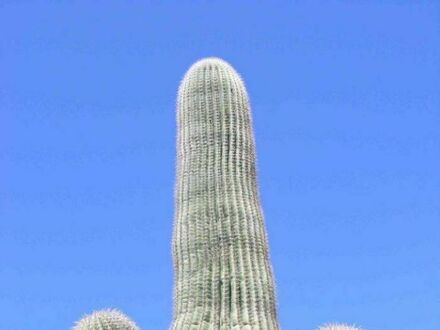 Kaktus z horroru