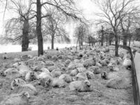 Kiedyś w parkach londyńskich używano owiec do utrzymania trawników, Hyde Park, rok 1929