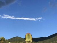 Niegrzeczny kaktusik