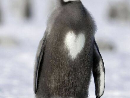 Kochany pingwinek