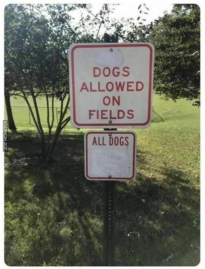 dogs allowed on fields