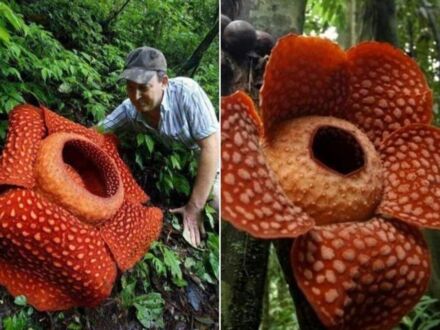 Bukietnica - największy kwiat na Ziemi