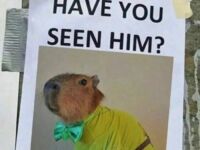 Widziałeś go?