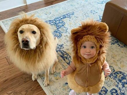 Dwa lwy
