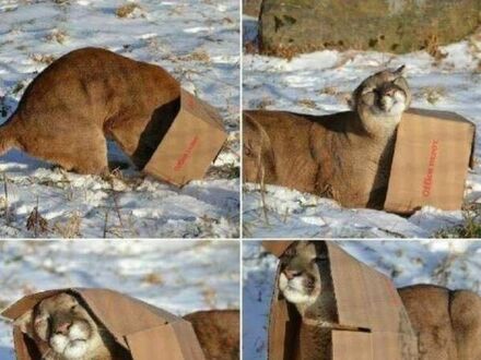 Każdy kot lubi pudełka, niezależnie od rozmiaru
