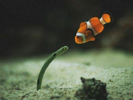 O, znalazłem Nemo!