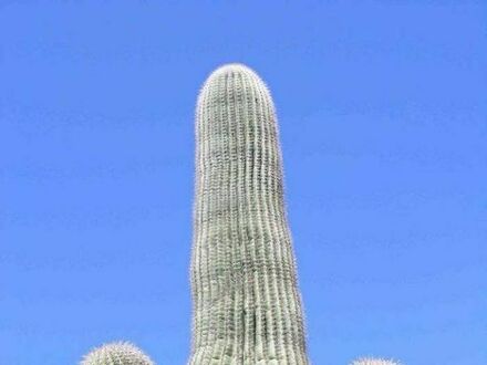 Straszny kaktus
