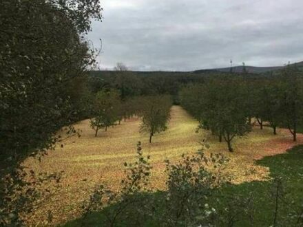 Wichura w Irlandii zrzuciła z drzew wszystkie jabłka