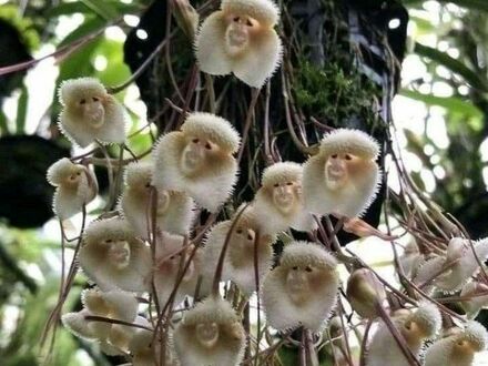 Dracula Simia - gatunek storczyka, którego kwiaty wyglądają jak małpki
