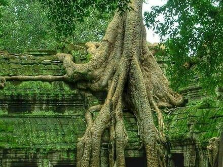 Drzewo rosnące na starej świątyni
