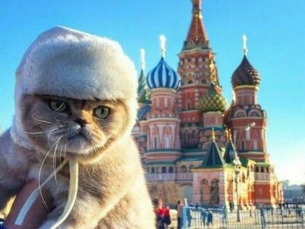 Rosyjski koteł