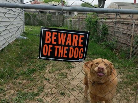 Uwaga na psa