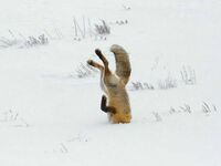 Lis polujący zimą w Parku Yellowstone