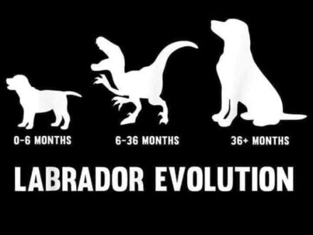 Ewolucja labradora