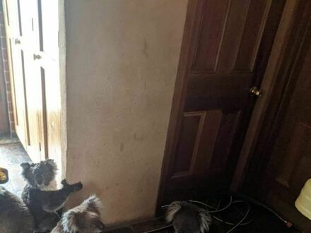 Sąsiad z Australii dokarmia codziennie bezpańskie koty