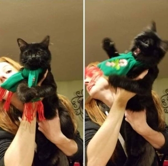 Kotek nie lubi szaliczka