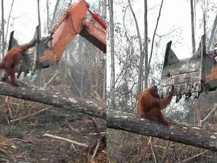 Smutny obrazek: orangutan próbuje ocalić swój dom