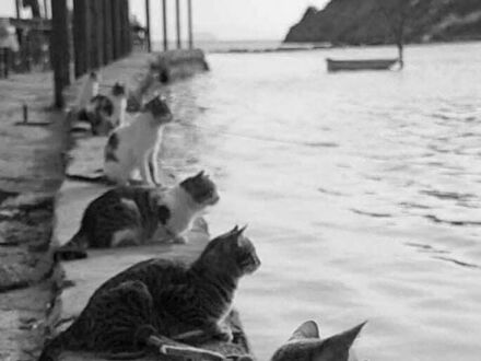Koty czekające na powrót rybaków, Grecja, 1970