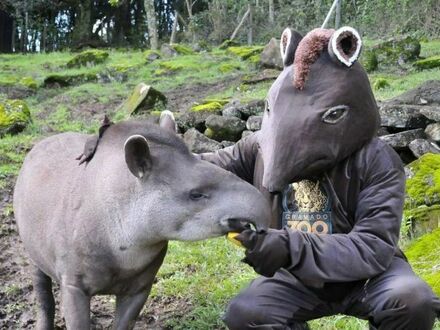 Aby złapać tapira trzeba myśleć jak tapir