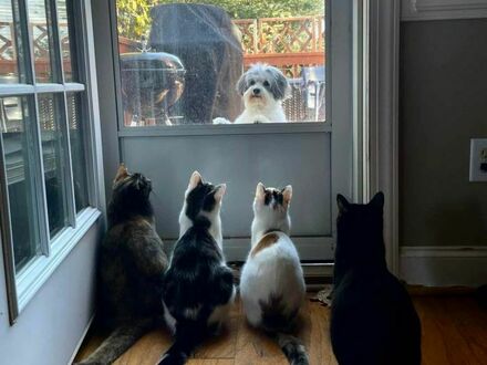 Rada kotów debatuje nad jego losem
