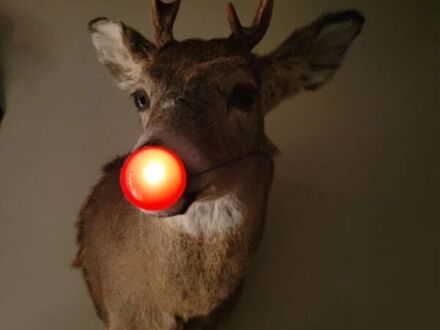 Rudolf w tym roku nie pociągnie sań