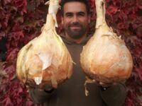 Rekordowe cebule ważące 4,65 i 4,7 kg