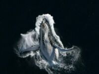 Harcujący wieloryb