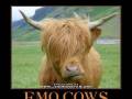 Emo cows...