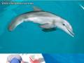 Naprawiony delfinek