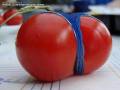 Seksowny pomidorek