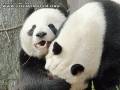 Perwersyjne pandy