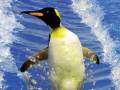 Pingwiny z Madagaskaru: Kowalsky w akcji