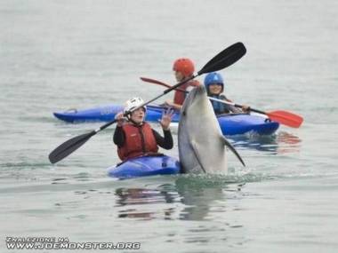Delfinia niespodzianka