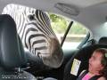 Potworna zebra