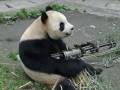 Od dziś pandy własnoręcznie będą walczyć o przetrwanie